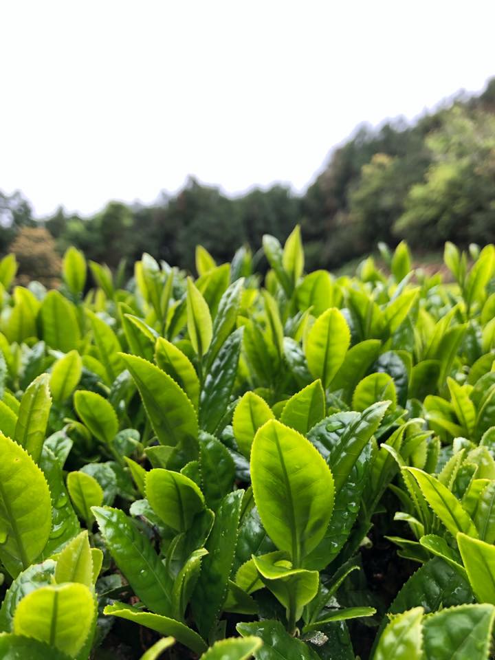 オーガニック芳醇和紅茶(ティーバッグ 10個)|peace organic(ピースオーガニック)