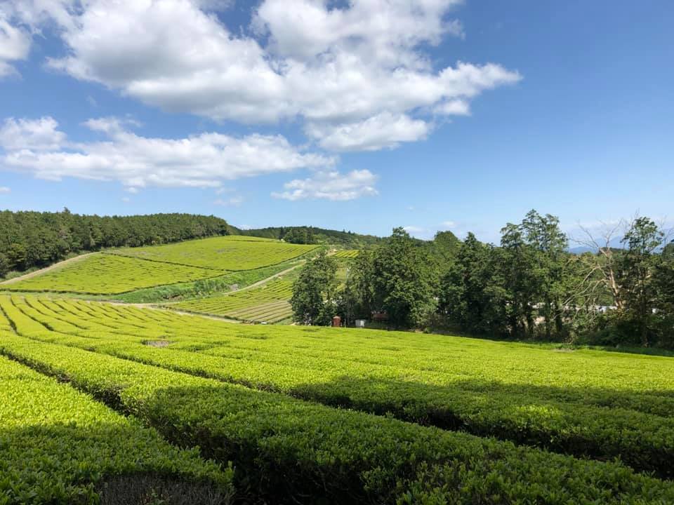 オーガニック焙煎和紅茶(ティーバッグ 10個) |peace organic(ピースオーガニック)