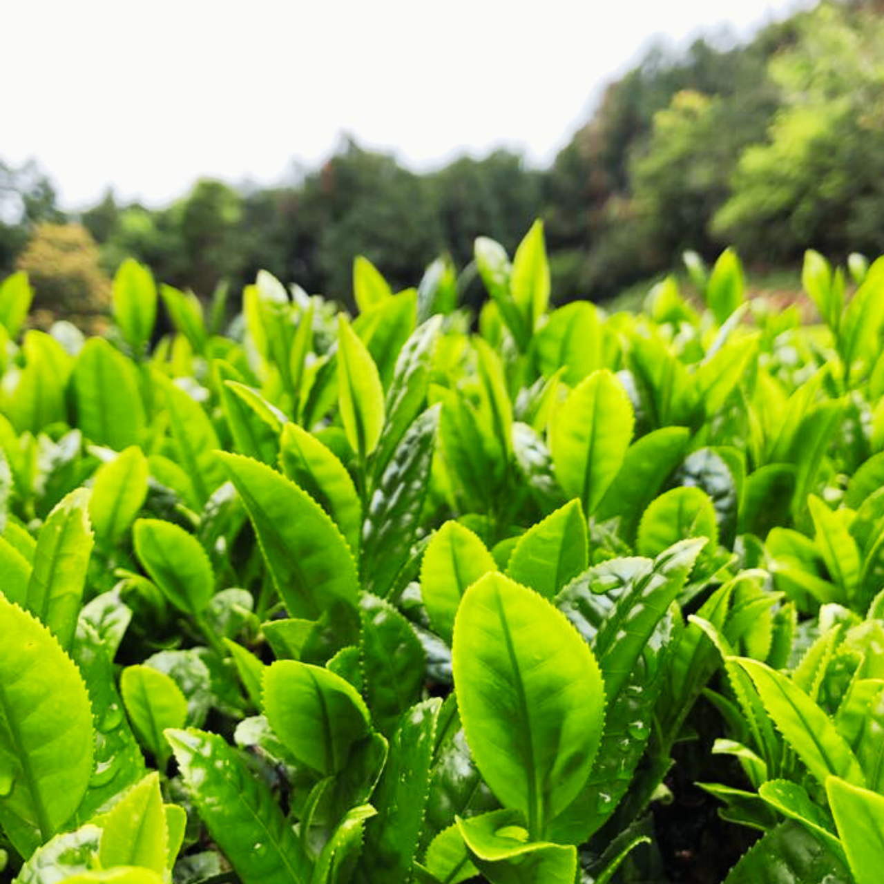 【定期購入】オーガニック和紅茶 ティーバック30袋入 peace organic(ピースオーガニック)