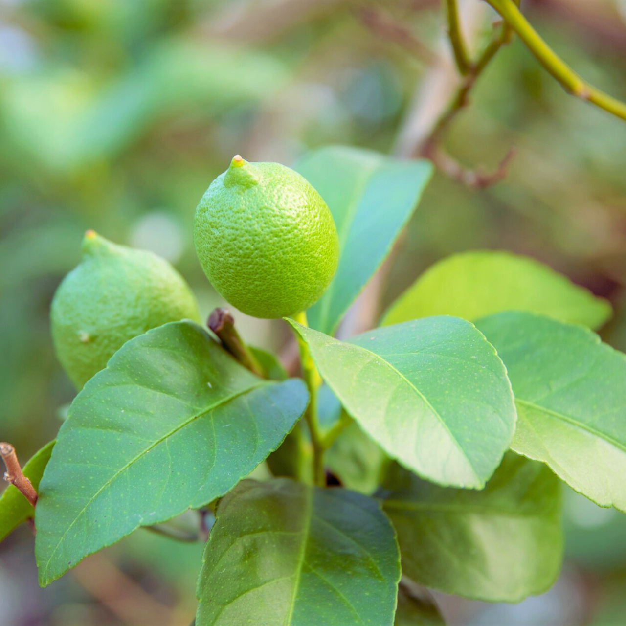 オーガニック檸檬和紅茶(ティーバッグ 10個)|peace organic(ピースオーガニック)