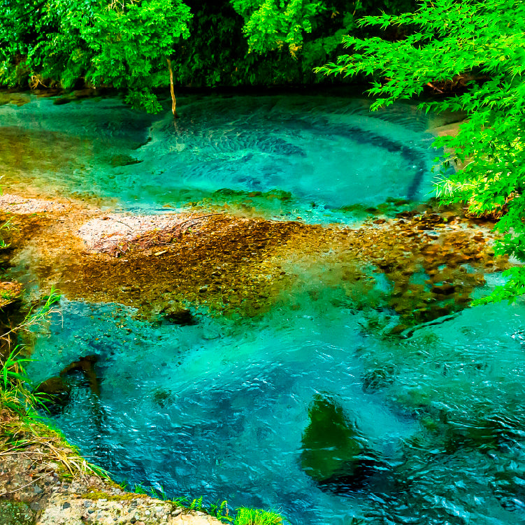 オーガニック多目的ボトルレスシャンプー