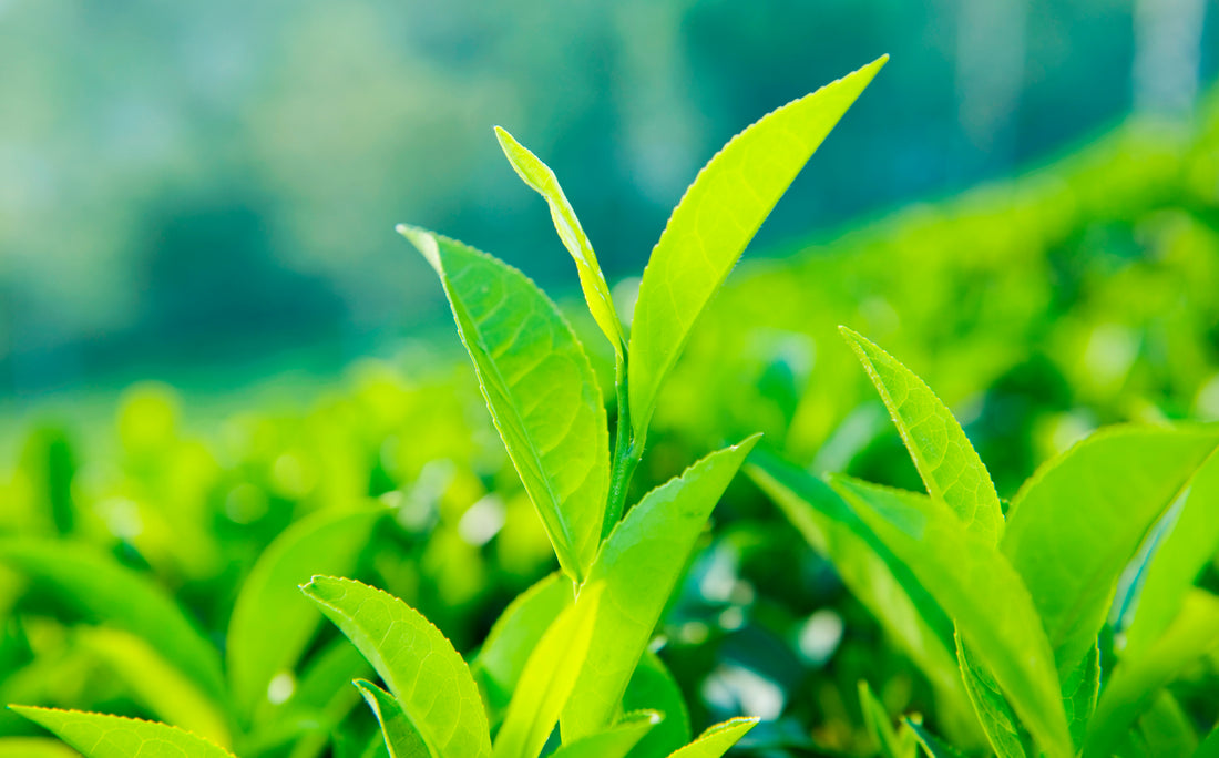 和紅茶とは、日本の土壌が育んだ、新しい紅茶の物語。