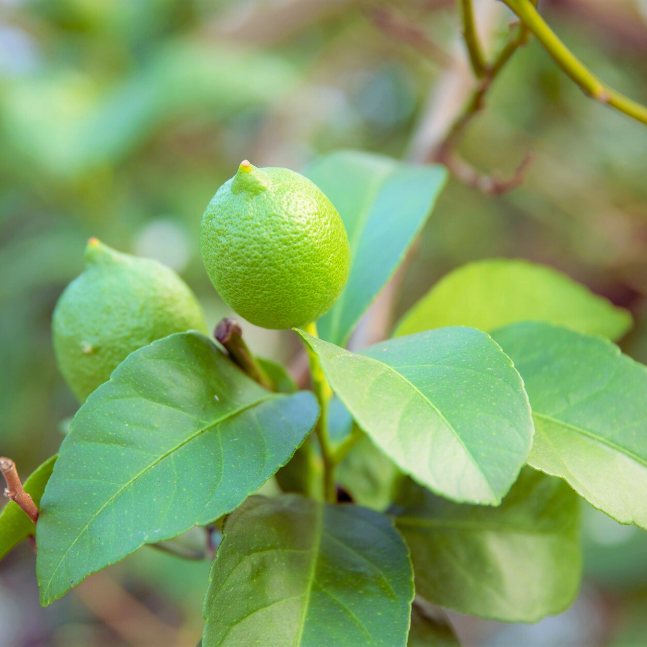 【新商品】オーガニック檸檬和紅茶（ティーバッグ 10個） / peace organic（ピースオーガニック）